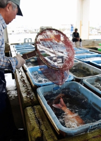 水揚げされた魚介類が並ぶ水槽＝垂水漁港