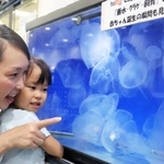 気持ちよさそうに浮かぶクラゲを観賞する親子＝垂水区役所