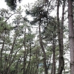 松林が広がる舞子公園＝神戸市垂水区東舞子町（撮影・三津山朋彦）