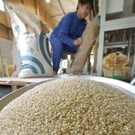 収穫された山田錦の玄米。各地の酒蔵が欲してやまない逸品だ＝ＪＡみのり吉川ライスセンター