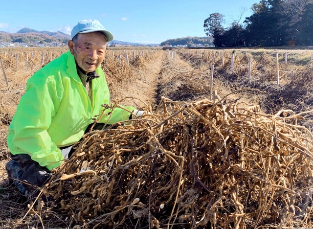 丹波黒大豆を収穫するマイスターの山本博一さん＝丹波篠山市川北