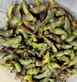 丹波黒大豆の枝豆。さやが黒いものほど味わい深い＝丹波篠山市川北