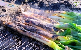 岩津ねぎの炭火素焼き。生ならではの辛みを味わうなら、白根と葉を細切りにしてポン酢などで＝朝来市内