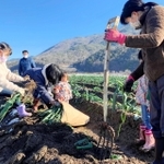 岩津ねぎの掘り取りを体験する家族連れ＝朝来市内