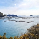 カキの筏と島々が浮かぶ瀬戸内海＝たつの市沖