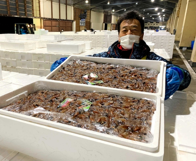 この日はホタルイカを詰めたトロ箱が２千箱以上、水揚げされた＝兵庫県新温泉町芦屋、浜坂漁港