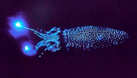 青白い光を放つホタルイカ（須磨海浜水族園提供）
