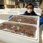 この日はホタルイカを詰めたトロ箱が２千箱以上、水揚げされた＝兵庫県新温泉町芦屋、浜坂漁港