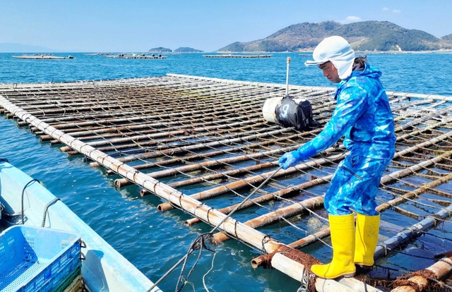 地元の孟宗竹を生かして組まれたカキ養殖用の竹筏＝たつの市御津町室津沖の播磨灘