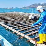 地元の孟宗竹を生かして組まれたカキ養殖用の竹筏＝たつの市御津町室津沖の播磨灘