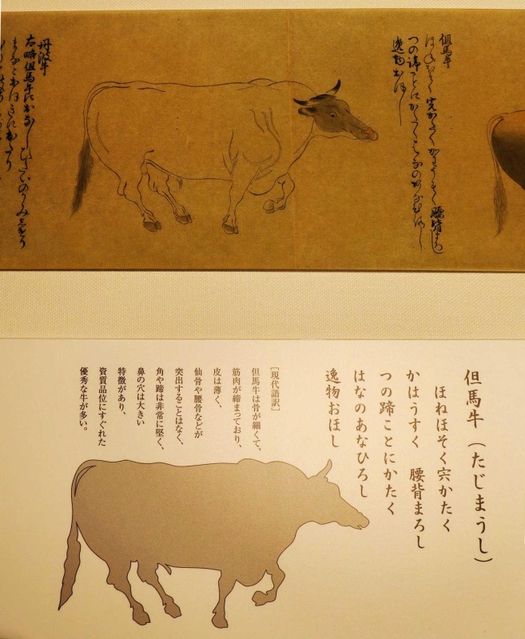 鎌倉時代の国産牛の図説「国牛十図」（複製）で紹介された但馬牛（但馬牛博物館提供）