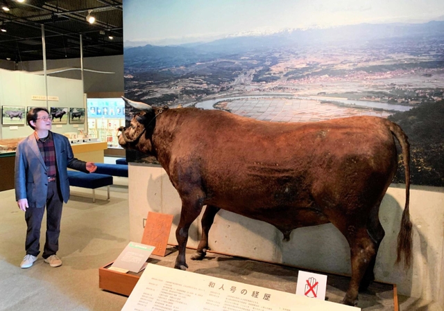 岩手県の和牛ブランドを築いた但馬牛の展示が並ぶ「牛の博物館」＝岩手県奥州市前沢