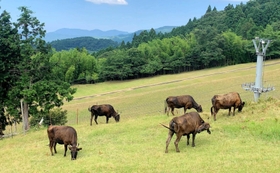 冬はスキー場になる草原で放牧される但馬牛＝兵庫県新温泉町、但馬牧場公園