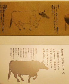 鎌倉時代の国産牛の図説「国牛十図」（複製）で紹介された但馬牛（但馬牛博物館提供）