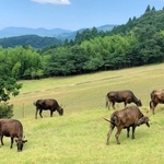 冬はスキー場になる草原で放牧される但馬牛＝兵庫県新温泉町、但馬牧場公園