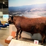 岩手県の和牛ブランドを築いた但馬牛の展示が並ぶ「牛の博物館」＝岩手県奥州市前沢