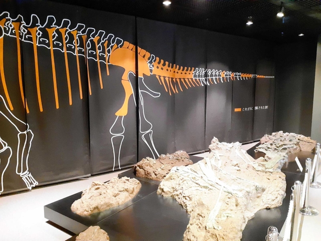 丹波竜発見現場についての展示＝三田市弥生が丘６、県立人と自然の博物館