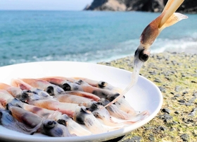 海の宝石と呼ばれるホタルイカ