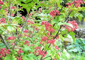 秋になると赤く色づく＝養父市八鹿町
