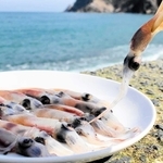海の宝石と呼ばれるホタルイカ