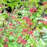秋になると赤く色づく＝養父市八鹿町