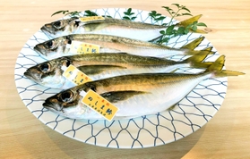 「ぬしま鰺（あじ）」ブランドのタグがつけられた一本釣りのアジ