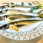 「ぬしま鰺（あじ）」ブランドのタグがつけられた一本釣りのアジ