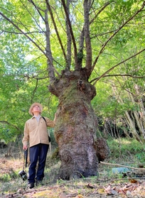 人と落葉広葉樹との共生の歴史を伝える台場クヌギを見上げる服部保さん＝川西市