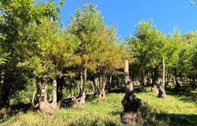 自然環境保全のナショナルトラストで景観が守られている台場クヌギ林＝川西市