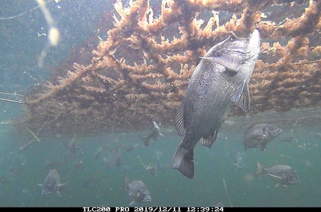 養殖ノリに群がるチヌ。冬においしくなるチヌを漁獲する技術開発も進む（兵庫県水産技術センター提供）