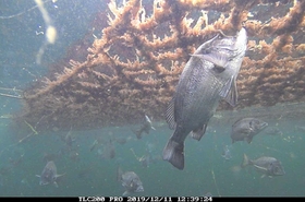 養殖ノリに群がるチヌ。冬においしくなるチヌを漁獲する技術開発も進む（兵庫県水産技術センター提供）
