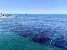 速い潮流の中で成長したノリの黒い帯が並ぶ＝播磨灘