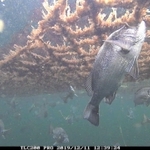 養殖ノリに群がるチヌ。冬においしくなるチヌを漁獲する技術開発も進む（兵庫県水産技術センター提供）
