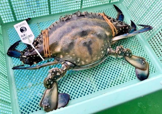 坊勢島特産の「ぼうぜがに」。一番後ろの平たい足を使って、かなりのスピードで泳ぐ