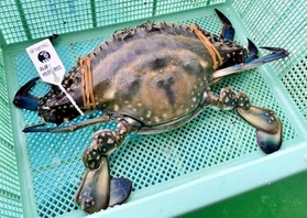 坊勢島特産の「ぼうぜがに」。一番後ろの平たい足を使って、かなりのスピードで泳ぐ
