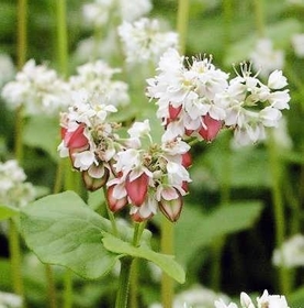 赤花そばの赤い花。白い花の中に１～３％ほど混じるという