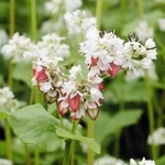 赤花そばの赤い花。白い花の中に１～３％ほど混じるという