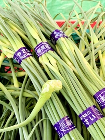 春に出荷される花芽＝加西市内