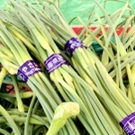 春に出荷される花芽＝加西市内