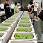 地元産のシャインマスカットなどが出品された三木市ぶどう品評会＝２０１９年、三木市役所
